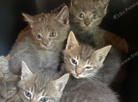 Farm reared grey kittens
