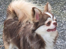 Stunning Chocolate Husky Marked Adult Male Chihuahua