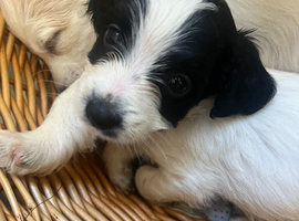 F1 Jackapoo puppies