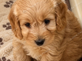 Beautiful cockapoo pups ready now