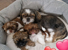 Shih tzu fluffy balls ready to go.