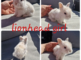 Lionhead babies available for reserve