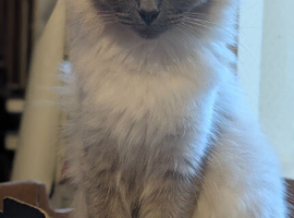 Ragdoll Stud needed