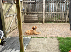 Brittany spaniel
