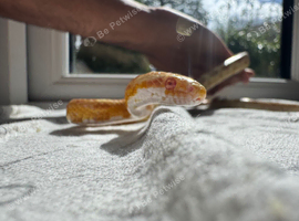 1 year old Corn snakes.