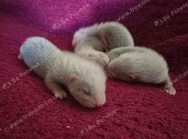 Baby ferrets