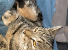 Needs a loving home.