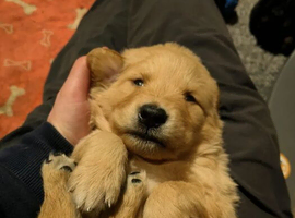 Golden Retriever Puppies &ndash; 4 Boys & 2 Girls Available