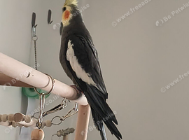 Cockatiel re-home