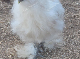Young bearded silkies