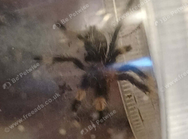 Psalmopoeus irimina slings
