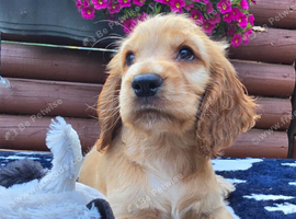 Show type Cocker spaniels puppies x 2 boys