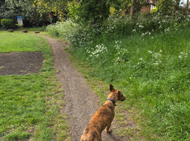 Lurcher cross greyhound