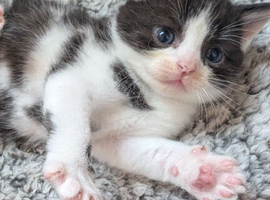 6 beautiful British shorthair cross