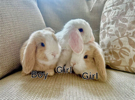 Mini lop baby bunnies