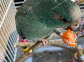 Kakariki for rehoming