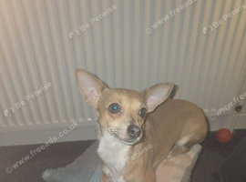 Selling 2-year-old Chihuahua.