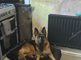 German shepherd