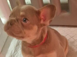 French bulldog lilac puppies