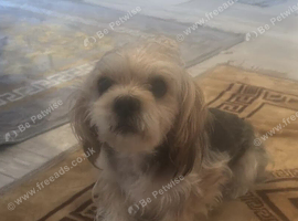 Dog for sale
