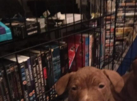 2 female puppies corso cross