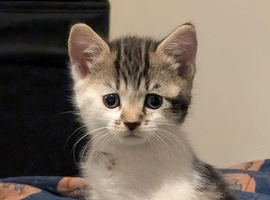 Kittens