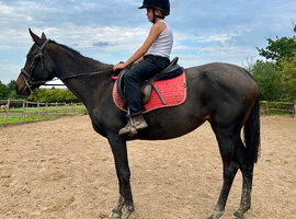 SUPER SWEET QUIET MARE