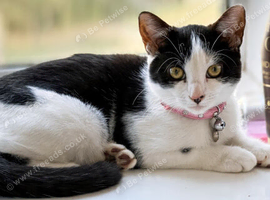 27 weeks kitten for sale