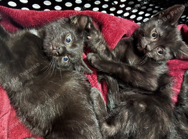 Gorgeous kittens