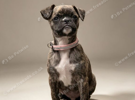 Moose the chug