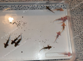 Mixed Axolotl Babies