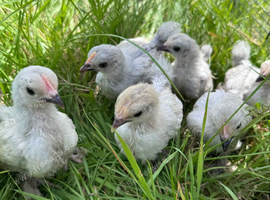 Lavender pekin chicks 5.5 weeks old