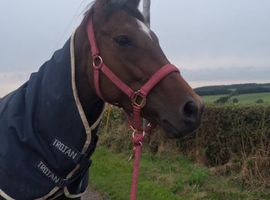 5yo Thoroughbred mare