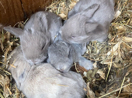Mini lops ( Est since 2014 )