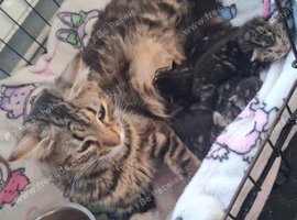 Kittens For sale