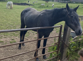 King 4yr old standerdbred looking for his new home