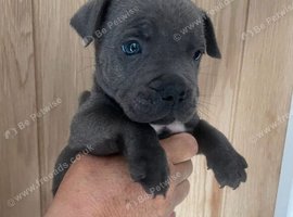 Staffordshire bull terrier puppies
