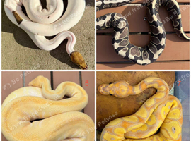 Royal pythons snakes for sale