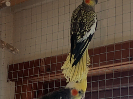 Beautiful cockatiel pair