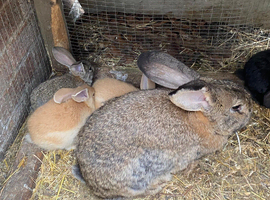 Showline baby continental giants bunny's