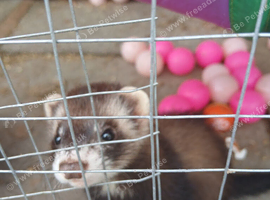 Polecat  ferret jill kit