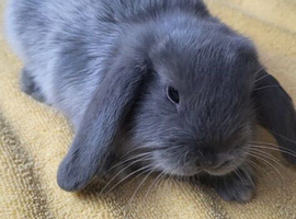Beautiful Mini lop looking good a home