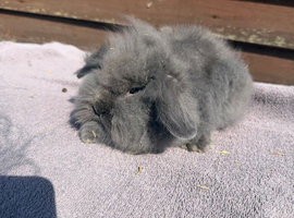 Lion lops
