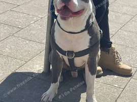 Cane corso