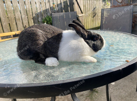 Steel dutch rabbit