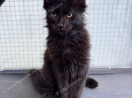 Gorgeous king Maine coons