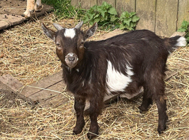 Pygmy goat wethers