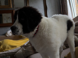 Newfoundland landseer type