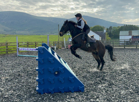 14.1 hh con gelding