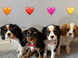Beautiful health tested cavalier King Charles